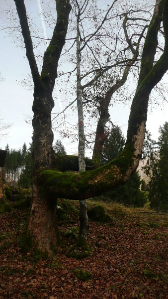 Lebender Baum